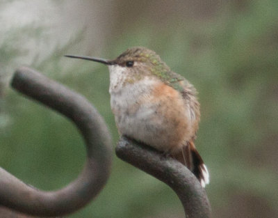 Hummingbird in Brookfield - Nov 2012