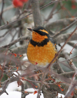 Varied Thrush 2688