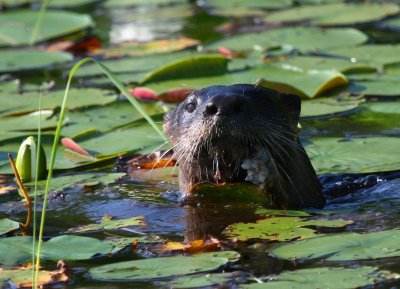 River Otter