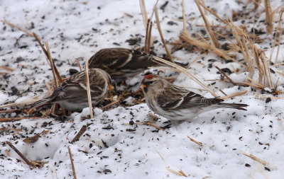 Hoary Redpoll 3092