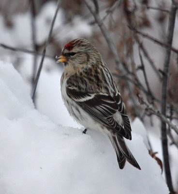 Hoary Redpoll 3179