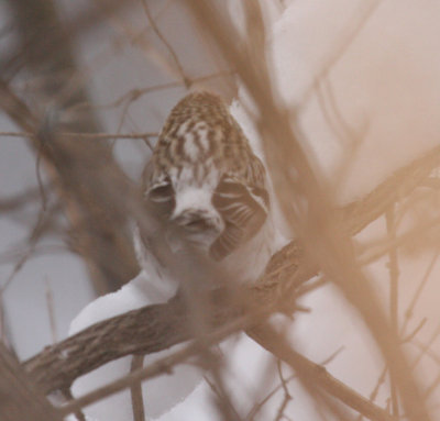 Hoary Redpoll 3291