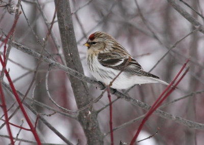 Hoary Redpoll 3308