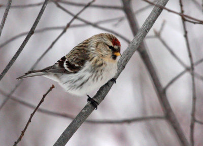 Hoary Redpoll 3345