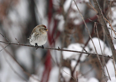 Hoary Redpoll 3365