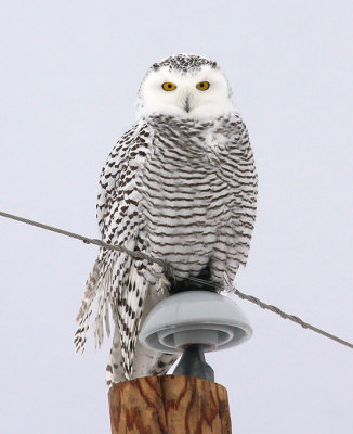 Snowy Owl 3411