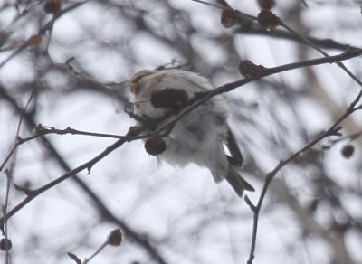 Hoary Redpoll 3604_Bird #2