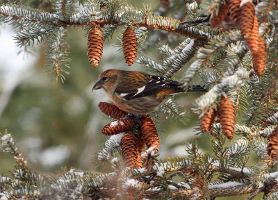 White-winged Crossbill 4604