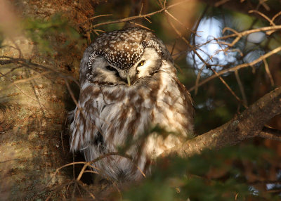 Boreal Owl 5044