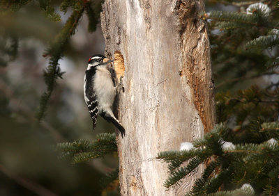 Downy Woodpecker 4320