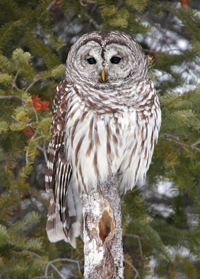 Barred Owl 6842