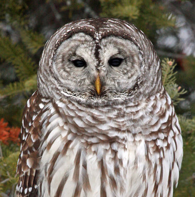 Barred Owl - 17 Feb 2013