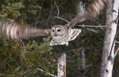 Barred Owl 6897