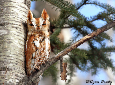Eastern Screech Owl 7739