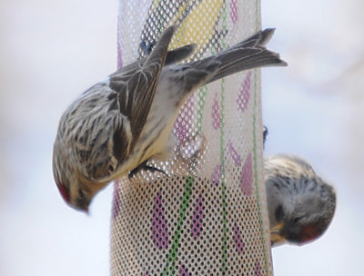 Hoary Redpoll (left) by Steve Brady