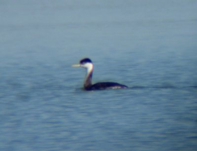 Western Grebe