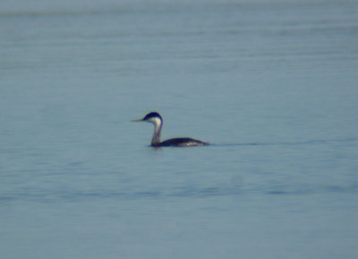 Western Grebe