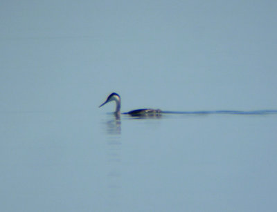 Western Grebe