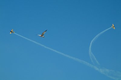 Wings-II