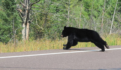 Running Bear