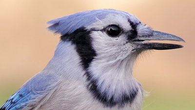 Blue Jay profile