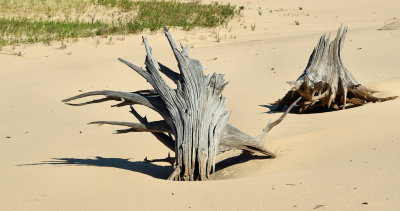 Silver Lake Dunes_tree trunk_2012.jpg