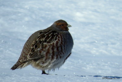 Perdrix grise / Gray Partridge