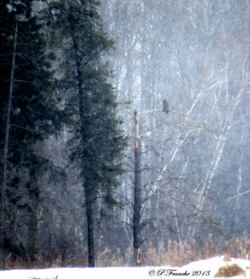 Chouette Lapone / Great Gray Owl