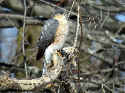 pervier brun - Sharp-shinned Hawk