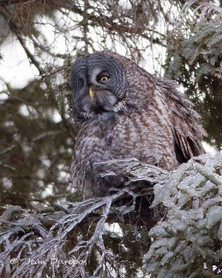 Tundra Owls