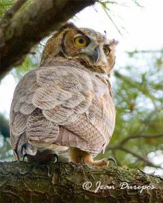  Great Horned Owl