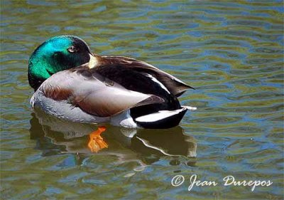  Mallard DSC_0048-ec.jpg