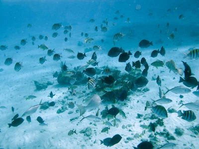 Snorkeling