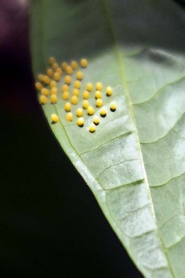 Caterpillar Eggs