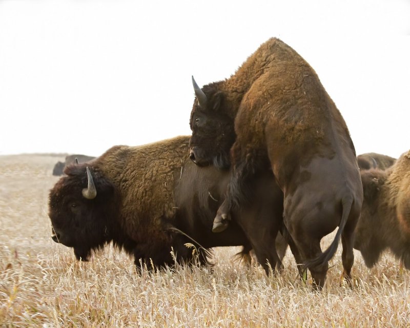 Bison-120920-084310-63.jpg