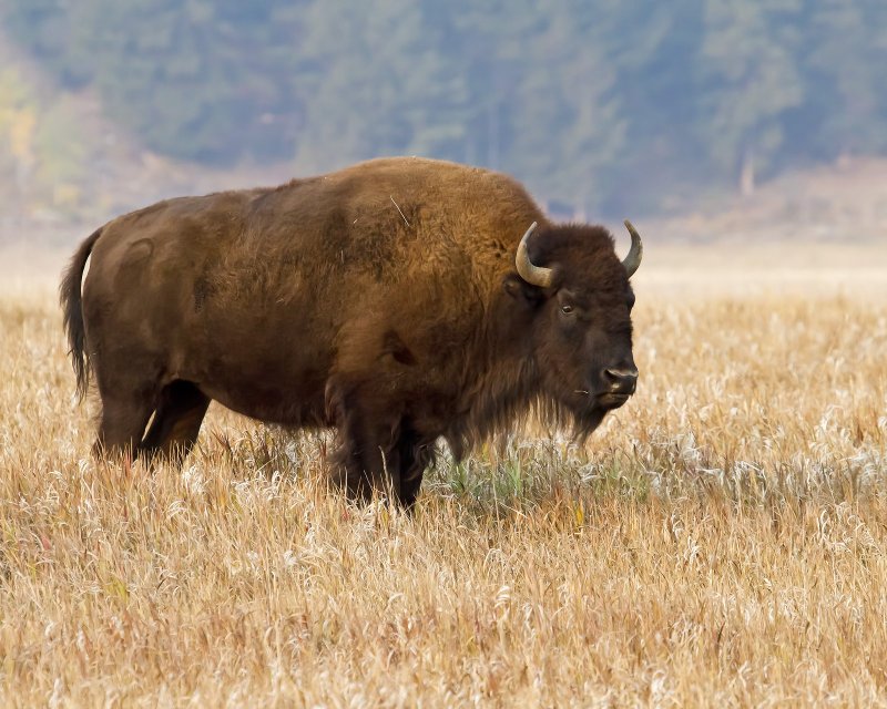 Bison-120920-084515-00.jpg