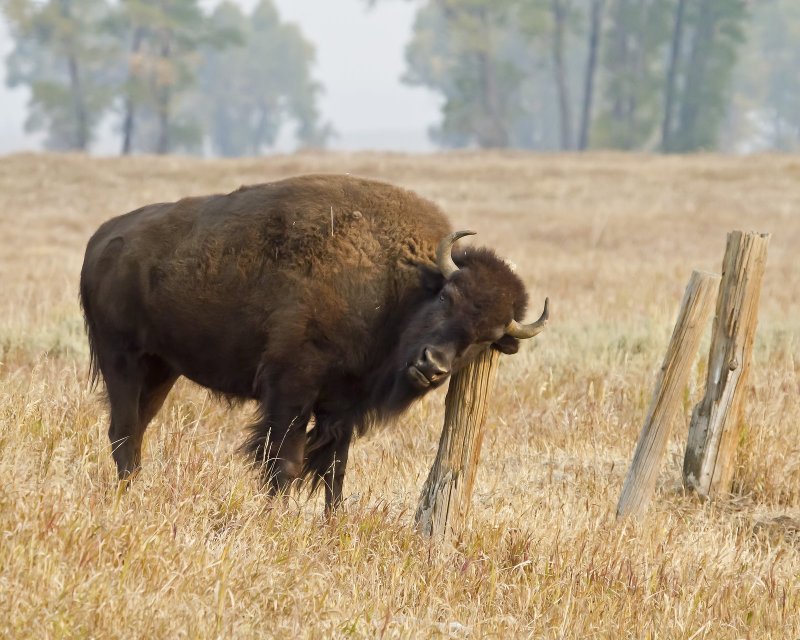 Bison-120920-085206-13.jpg