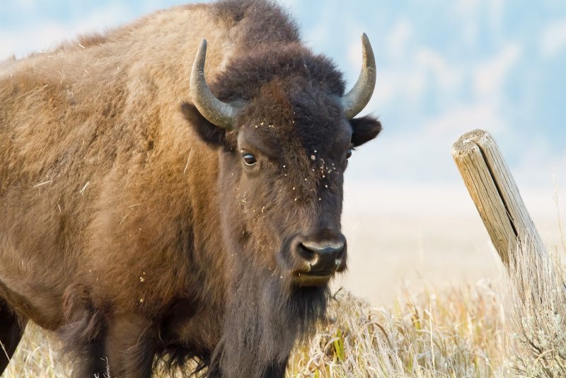 Bison-120920-085544-78.jpg