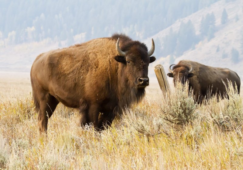 Bison-120920-085804-00.jpg