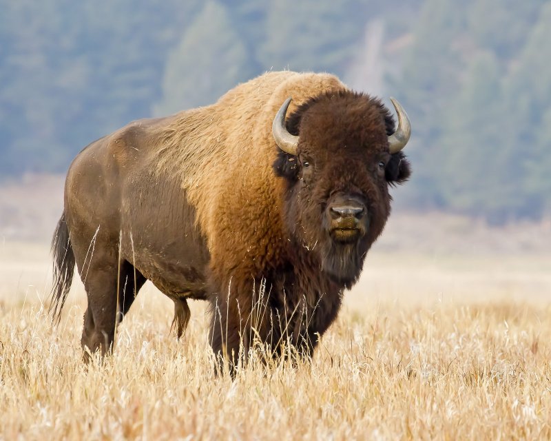 Bison-120920-090357-00.jpg