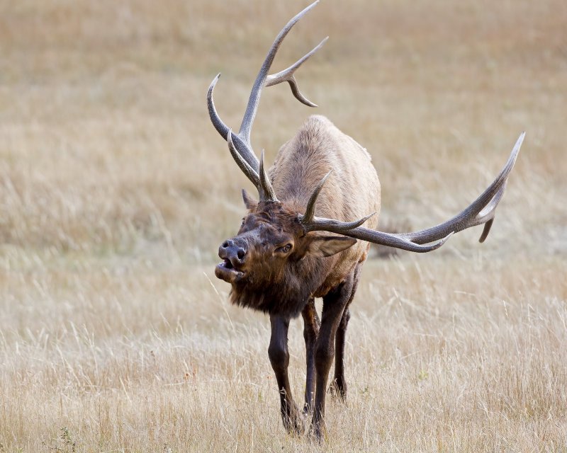 Elk-120924-180224-72.jpg