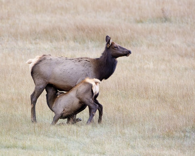 Elk-120924-173648-62.jpg