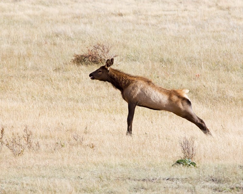 Elk-120924-161003-13.jpg