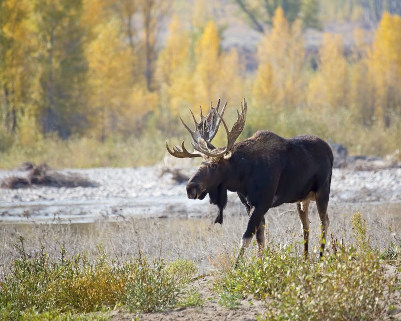 Moose-120919-102111-00.jpg
