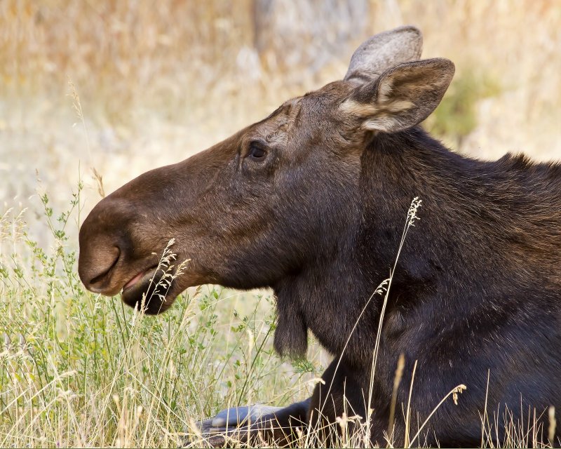 Moose-120920-100619-14.jpg