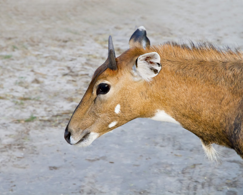 Nilgai-121021-075305-36.jpg