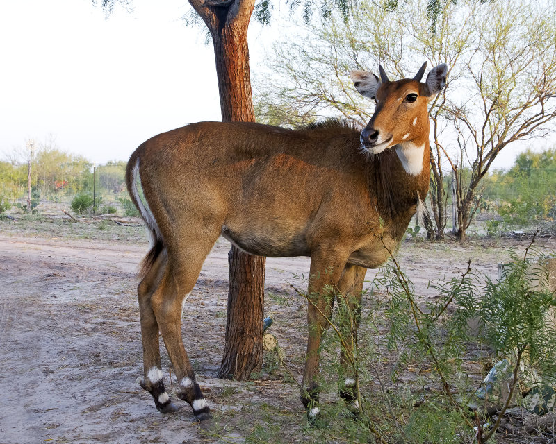 Nilgai-121021-075733-01.jpg