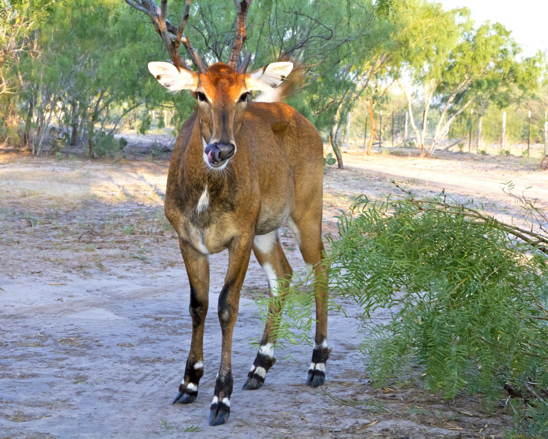 Nilgai-121021-080141-00.jpg