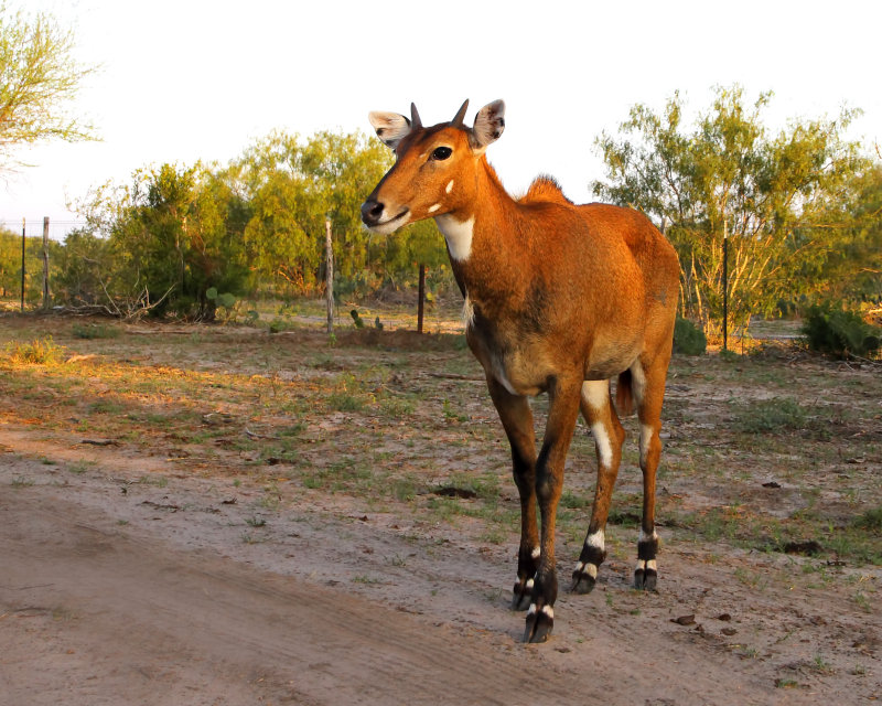 nilgai