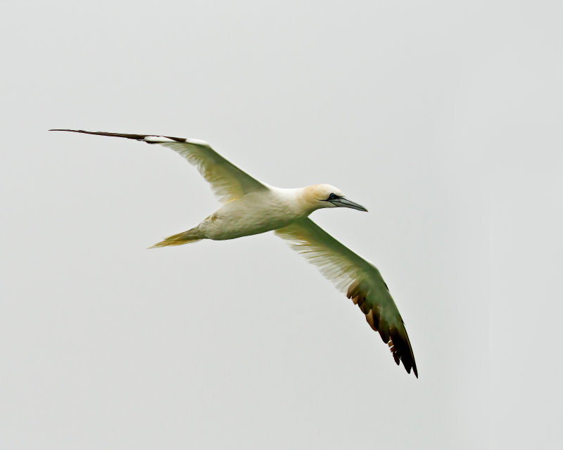 Northern_Gannet-130112-135713-67.jpg